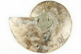 5.55" Cut & Polished, Agatized Ammonite Fossil - Madagascar - #200030-4